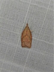 Enchocrates glaucopis