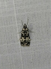 Scoparia exhibitalis