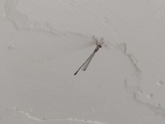 Leptobasis vacillans