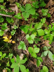 Fragaria virginiana