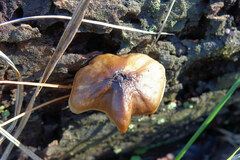 Pluteus