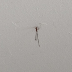 Leptobasis vacillans