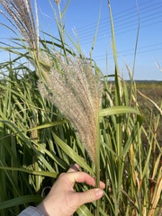Miscanthus sacchariflorus