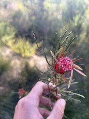 Lambertia formosa