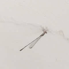 Leptobasis vacillans