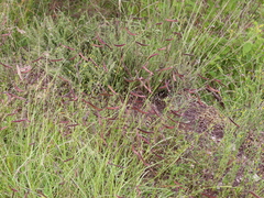 Bouteloua barbata