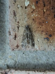 Hygraula nitens