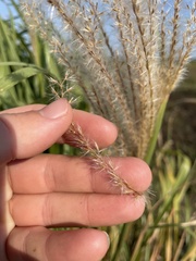 Miscanthus sacchariflorus