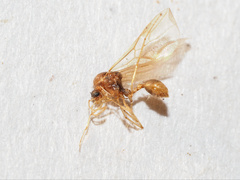 Aphaenogaster