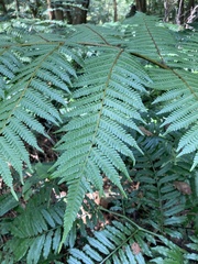 Alsophila spinulosa