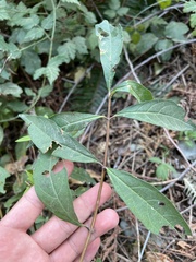 Lonicera involucrata