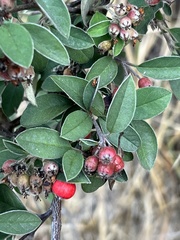 Cotoneaster pannosus