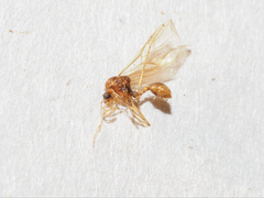Aphaenogaster