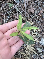 Lonicera involucrata