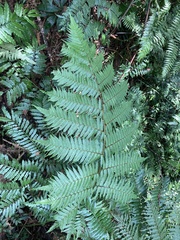 Alsophila spinulosa