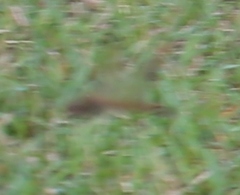 Brachythemis contaminata