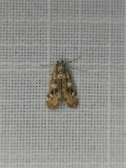 Hygraula nitens