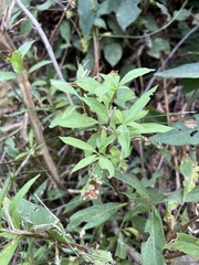 Lonicera involucrata