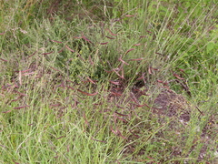 Bouteloua barbata