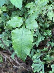 Angiopteris lygodiifolia