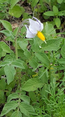Solanum stoloniferum