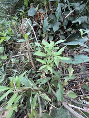 Lonicera involucrata
