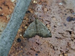 Chrysolarentia mecynata