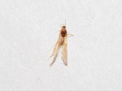 Aphaenogaster