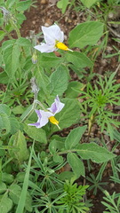 Solanum stoloniferum