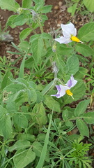 Solanum stoloniferum