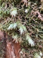 Leucobryum