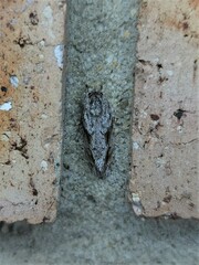 Agriophara confertella