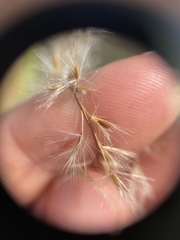 Miscanthus sacchariflorus