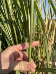 Miscanthus sacchariflorus