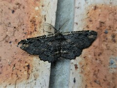 Pholodes sinistraria