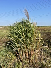 Miscanthus sacchariflorus