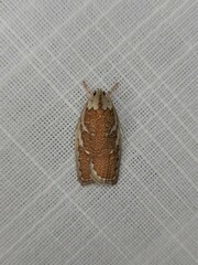 Euchaetis rhizobola