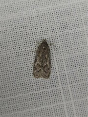 Acantholena siccella