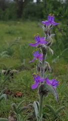 Tradescantia sillamontana
