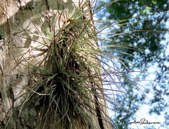 Tillandsia schiedeana