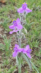 Tradescantia sillamontana