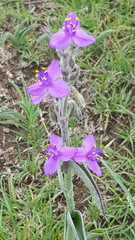 Tradescantia sillamontana