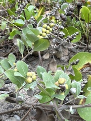 Vitex rotundifolia