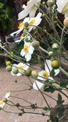 Eriocapitella × hybrida