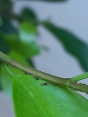 Tapinoma melanocephalum