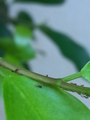 Tapinoma melanocephalum