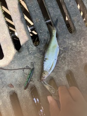 Hemiculter leucisculus