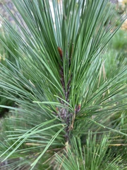 Pinus
