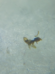 Tapinoma melanocephalum