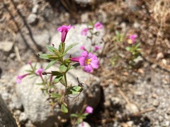 Diplacus torreyi